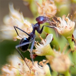 Iridomyrmex purpureus at Braddon, ACT - 28 Sep 2024