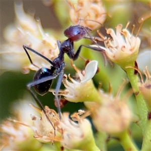 Iridomyrmex purpureus at Braddon, ACT - 28 Sep 2024