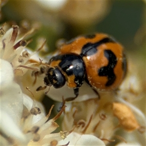 Coccinella transversalis at Braddon, ACT - 28 Sep 2024