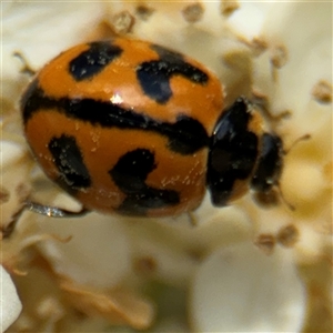 Coccinella transversalis at Braddon, ACT - 28 Sep 2024 12:42 PM