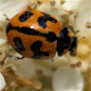 Coccinella transversalis at Braddon, ACT - 28 Sep 2024