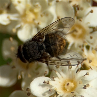 Calliphora stygia (Brown blowfly or Brown bomber) at Braddon, ACT - 28 Sep 2024 by Hejor1