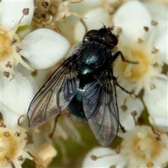 Calliphora vicina (European bluebottle) at Braddon, ACT - 28 Sep 2024 by Hejor1