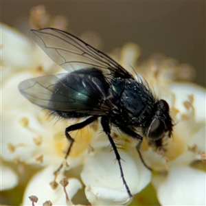 Calliphora vicina at Braddon, ACT - 28 Sep 2024