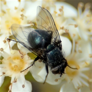 Calliphora vicina at Braddon, ACT - 28 Sep 2024