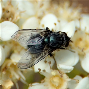 Calliphora vicina at Braddon, ACT - 28 Sep 2024