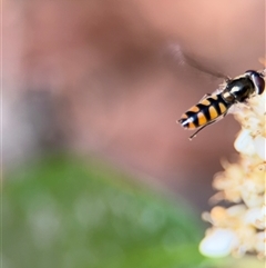 Simosyrphus grandicornis (Common hover fly) at Braddon, ACT - 28 Sep 2024 by Hejor1