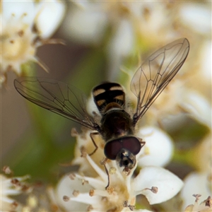 Simosyrphus grandicornis at Braddon, ACT - 28 Sep 2024