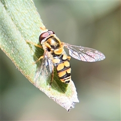 Simosyrphus grandicornis at Braddon, ACT - 28 Sep 2024