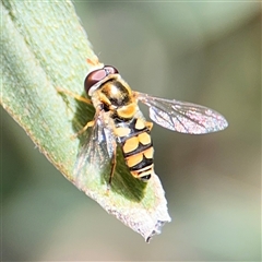 Simosyrphus grandicornis at Braddon, ACT - 28 Sep 2024 12:46 PM