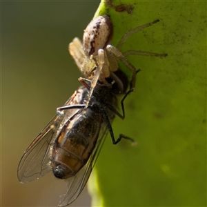 Lehtinelagia sp. (genus) at Braddon, ACT - 28 Sep 2024