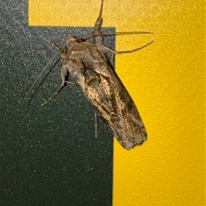 Chrysodeixis argentifera at Canberra, ACT - 28 Sep 2024