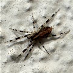 Cycloctenidae (family) (Scuttling Spiders) at Braddon, ACT - 28 Sep 2024 by Hejor1