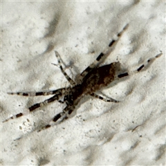 Cycloctenidae (family) at suppressed - 28 Sep 2024 09:43 PM