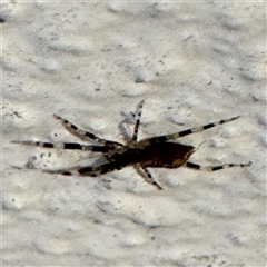 Cycloctenidae (family) at suppressed - 28 Sep 2024 09:43 PM