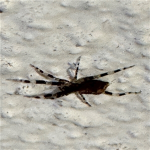 Cycloctenidae (family) at suppressed - 28 Sep 2024 09:43 PM