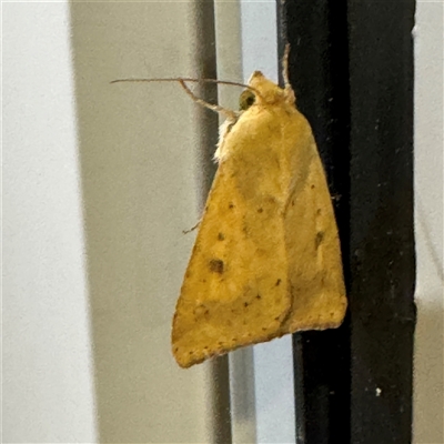 Helicoverpa (genus) (A bollworm) at Braddon, ACT - 28 Sep 2024 by Hejor1