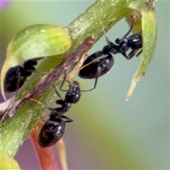 Technomyrmex sp. (genus) at Braddon, ACT - 28 Sep 2024 by Hejor1