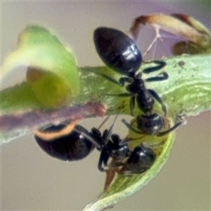 Technomyrmex sp. (genus) at Braddon, ACT - 28 Sep 2024 11:33 AM