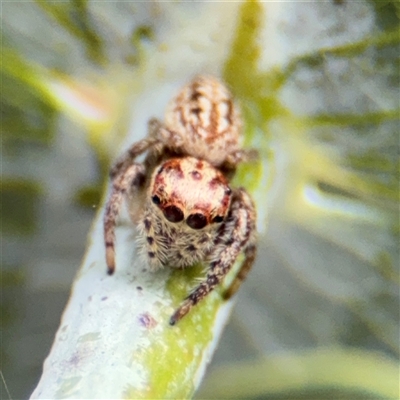 Opisthoncus serratofasciatus (Chevronned jumper) at Braddon, ACT - 28 Sep 2024 by Hejor1