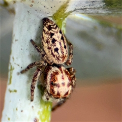 Opisthoncus serratofasciatus at Braddon, ACT - 28 Sep 2024