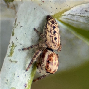 Opisthoncus serratofasciatus at Braddon, ACT - 28 Sep 2024