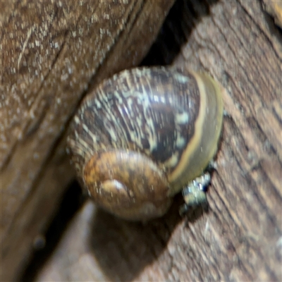 Cornu aspersum (Common Garden Snail) at Braddon, ACT - 28 Sep 2024 by Hejor1