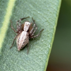 Oxyopes (genus) (Lynx spider) at Braddon, ACT - 28 Sep 2024 by Hejor1