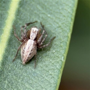 Oxyopes sp. (genus) at Braddon, ACT - 28 Sep 2024 11:22 AM