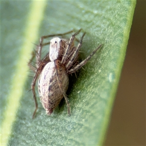 Oxyopes sp. (genus) at Braddon, ACT - 28 Sep 2024 11:22 AM