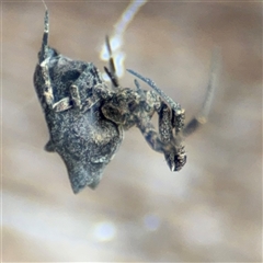 Philoponella congregabilis at Braddon, ACT - 28 Sep 2024