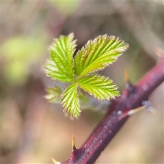 Rubus anglocandicans (Blackberry) at Russell, ACT - 26 Sep 2024 by Hejor1