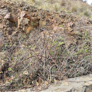 Rubus anglocandicans at Russell, ACT - 26 Sep 2024 01:50 PM