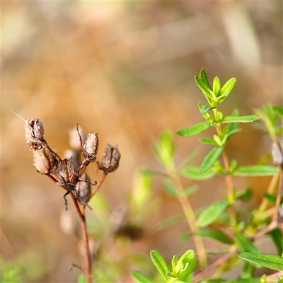 Hypericum perforatum (St John's Wort) at Russell, ACT - 26 Sep 2024 by Hejor1