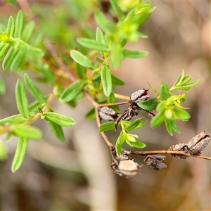 Hypericum perforatum at Russell, ACT - 26 Sep 2024