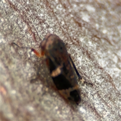 Eurymeloides punctata (Gumtree hopper) at Russell, ACT - 26 Sep 2024 by Hejor1