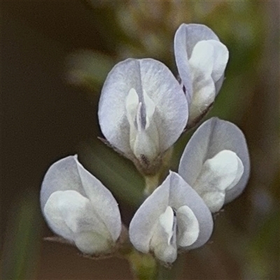 Vicia hirsuta (Hairy Vetch) at Russell, ACT - 26 Sep 2024 by Hejor1