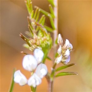 Vicia hirsuta at Russell, ACT - 26 Sep 2024