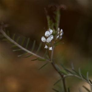 Vicia hirsuta at Russell, ACT - 26 Sep 2024