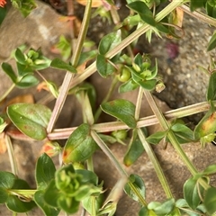 Lysimachia arvensis at Russell, ACT - 26 Sep 2024 01:33 PM