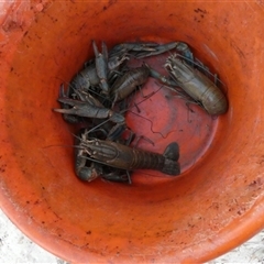 Unidentified Freshwater Crayfish at Toko, QLD - 22 Aug 2024 by Paul4K