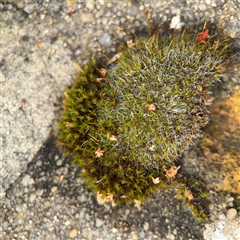 Grimmia sp. at Parkes, ACT - 26 Sep 2024 by Hejor1