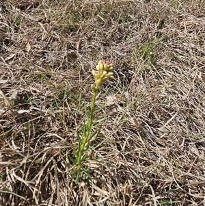 Stackhousia monogyna at Googong, NSW - 29 Sep 2024