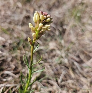 Stackhousia monogyna at Googong, NSW - 29 Sep 2024