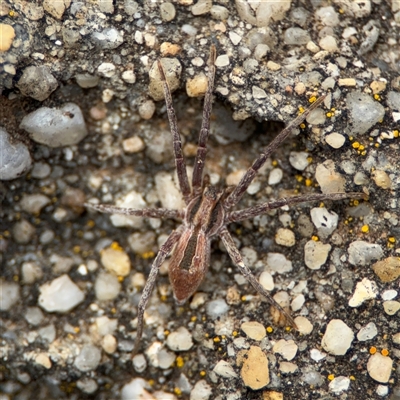 Argoctenus sp. (genus) (Wandering ghost spider) at Parkes, ACT - 26 Sep 2024 by Hejor1