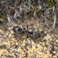 Iridomyrmex sp. (genus) (Ant) at Parkes, ACT - 26 Sep 2024 by Hejor1