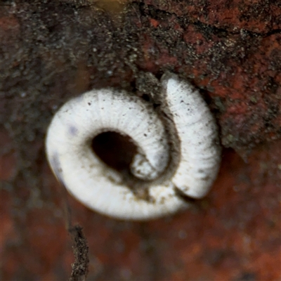 Diplopoda (class) (Unidentified millipede) at Russell, ACT - 26 Sep 2024 by Hejor1