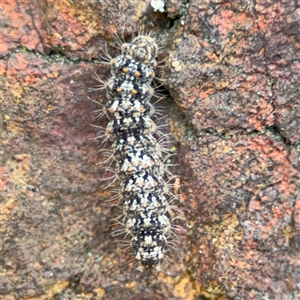 Halone (genus) at Russell, ACT - 26 Sep 2024 01:23 PM