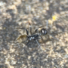 Camponotus aeneopilosus (A Golden-tailed sugar ant) at Russell, ACT - 26 Sep 2024 by Hejor1