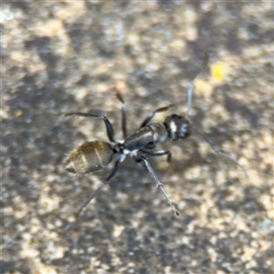 Camponotus aeneopilosus at Russell, ACT - 26 Sep 2024